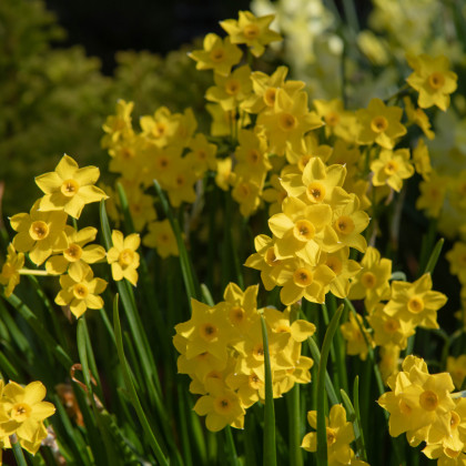Narcis Baby Moon - Narcissus jonquilla - cibule narcisů - 3 ks