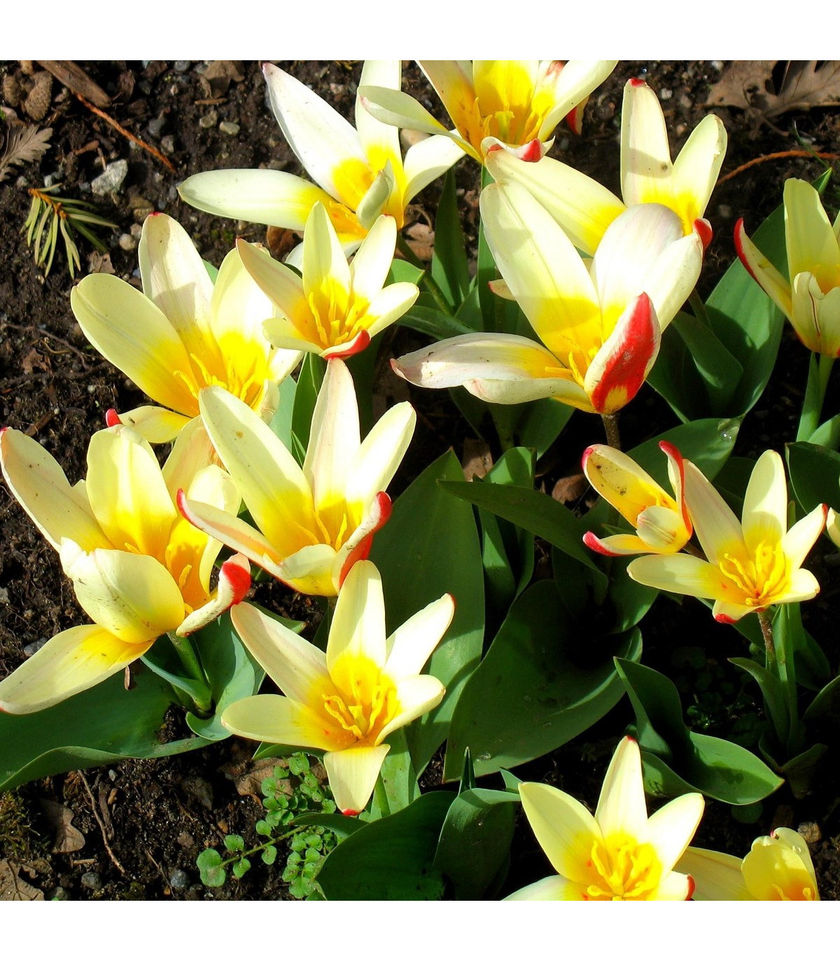 Tulipán Johann Strauss - Tulipa - cibule tulipánů - 3 ks