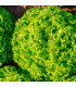 BIO Salát listový Lollo Bionda Limeira - Lactuca sativa - bio osivo salátu - 20 ks