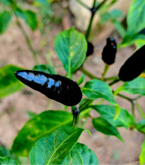 Paprika Black Knight F1 - Capsicum annuum - osivo papriky - 7 ks