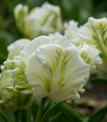 Tulipán papouškovitý White Rebel - Tulipa - cibule tulipánů - 3 ks