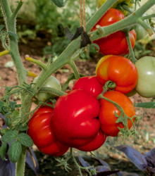 Rajče Brutus - Solanum lycopersicum - osivo rajčat - 7 ks