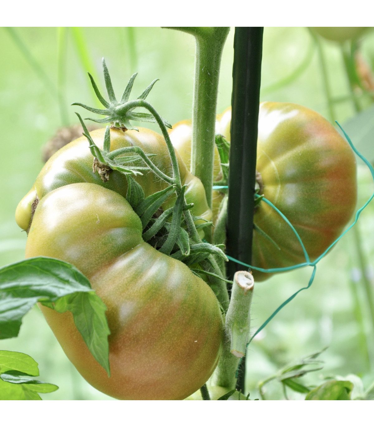 BIO Rajče Ananas Noire - Lycopersicon esculentum - bio osivo rajčat - 6 ks