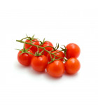Divoká rajčata