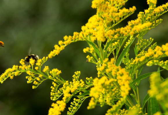 Zlatobýl – okrasná rostlina s léčivými účinky