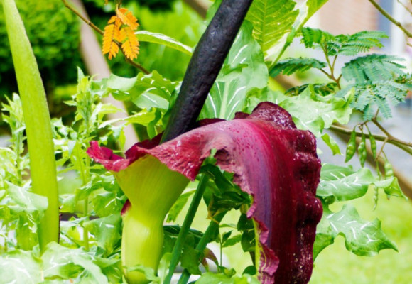 Áron dračí, exotická rostlina, kterou je možné v letních měsících pěstovat na zahradě i v našich klimatických podmínkách
