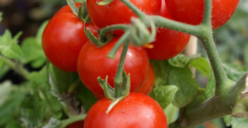 Původní odrůdy rajčat