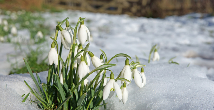 Pěstování sněženek - poslů jara