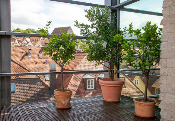 I na terase nebo balkoně můžete pěstovat dřeviny